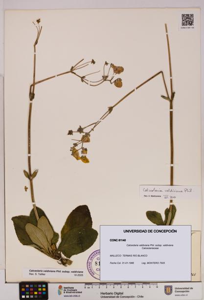 Calceolaria valdiviana subsp. valdiviana [Espécimen: UDEC:CONC:0081140]