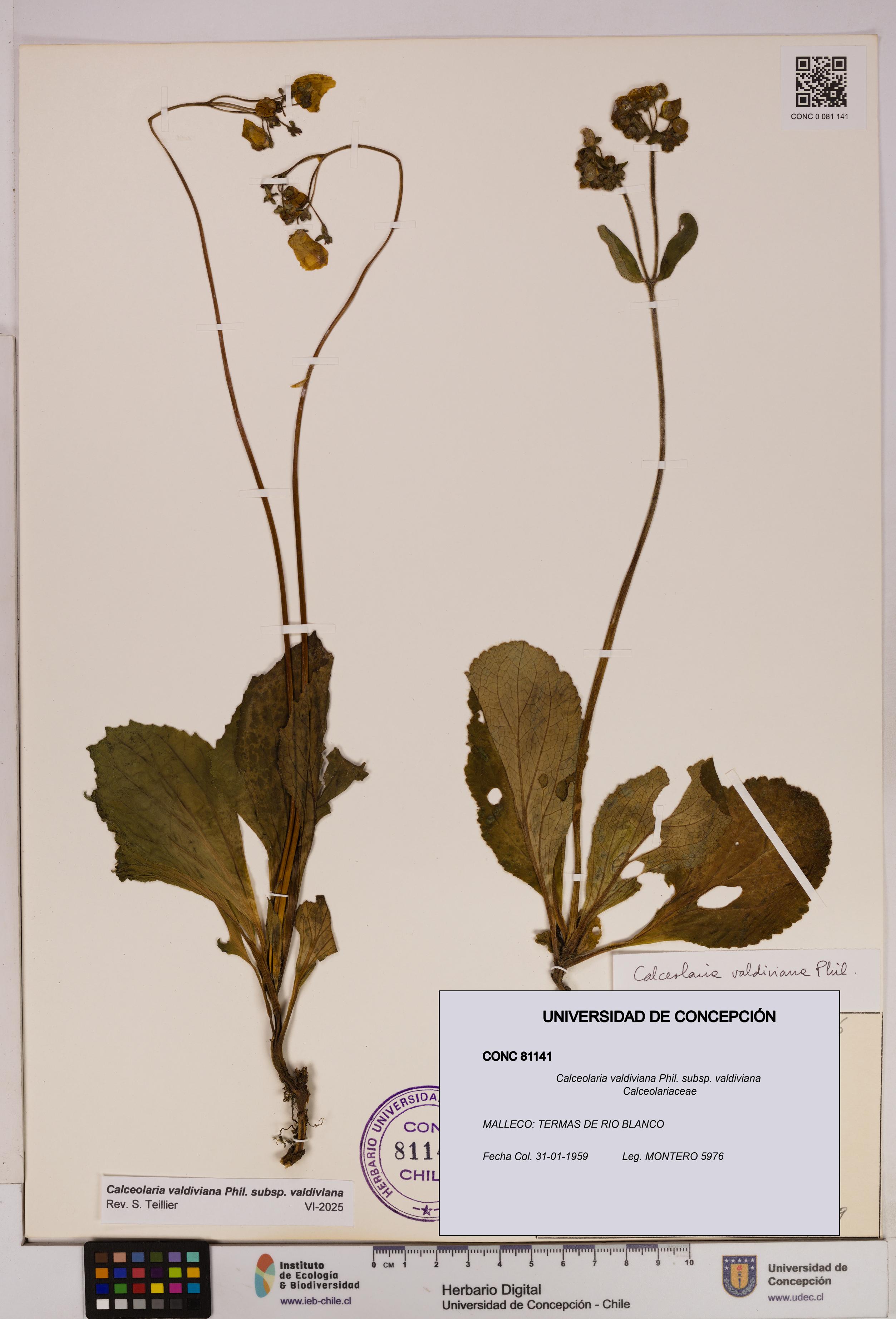 Calceolaria valdiviana subsp. valdiviana [Espécimen: UDEC:CONC:0081141]