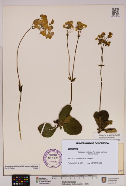 Calceolaria valdiviana subsp. valdiviana [Espécimen: UDEC:CONC:0081142]