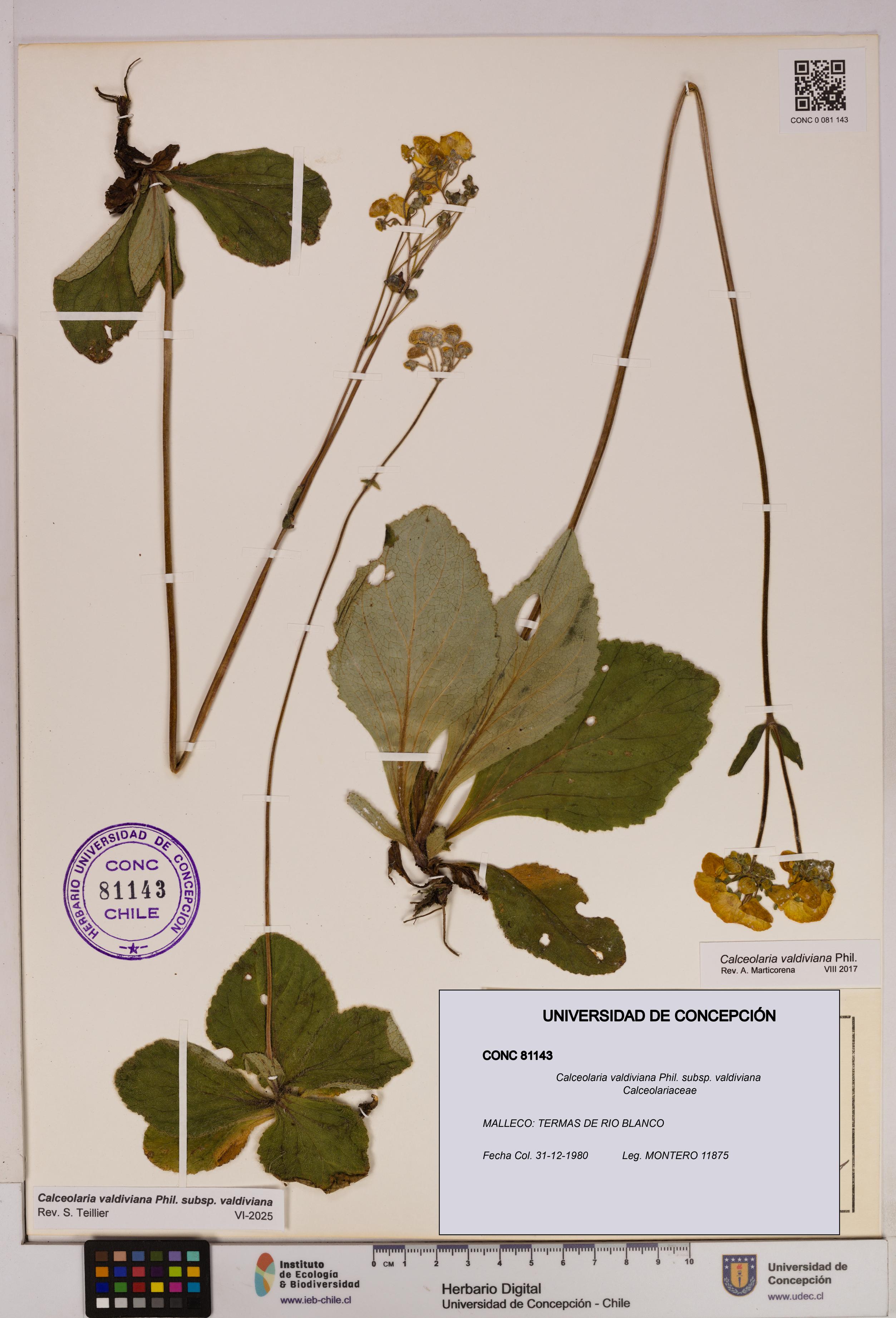 Calceolaria valdiviana subsp. valdiviana [Espécimen: UDEC:CONC:0081143]