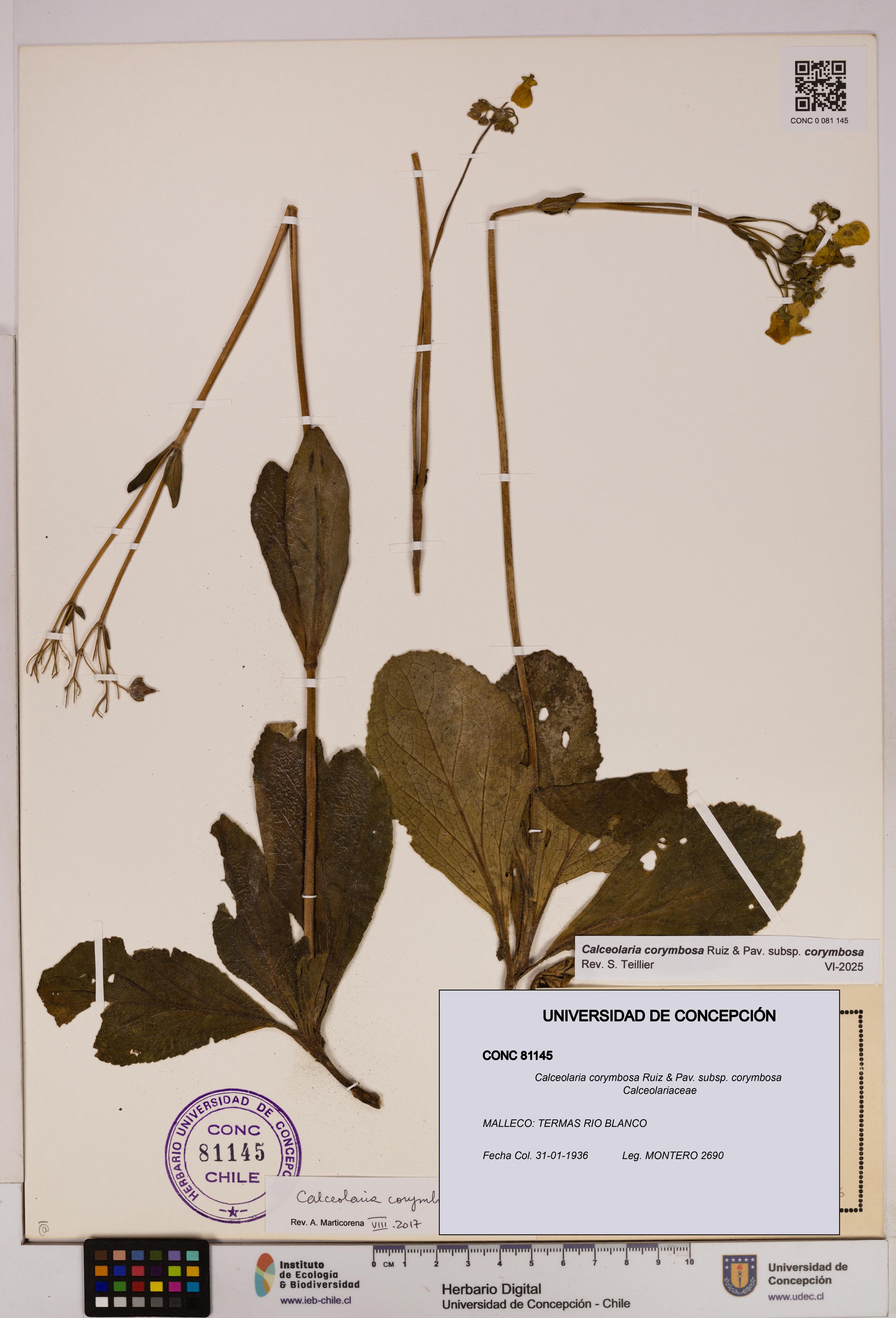Calceolaria corymbosa [Espécimen: UDEC:CONC:0081145]