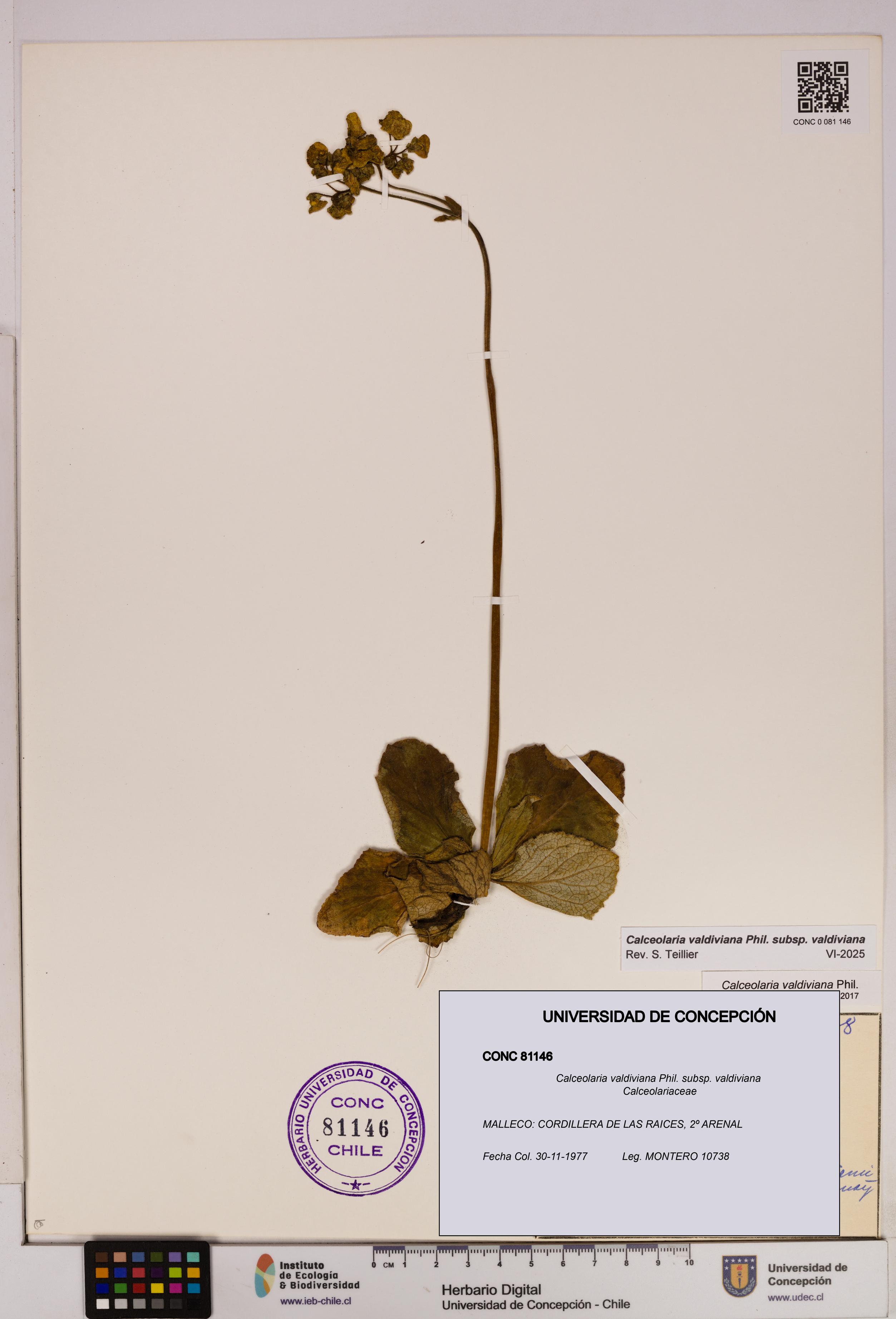 Calceolaria valdiviana subsp. valdiviana [Espécimen: UDEC:CONC:0081146]