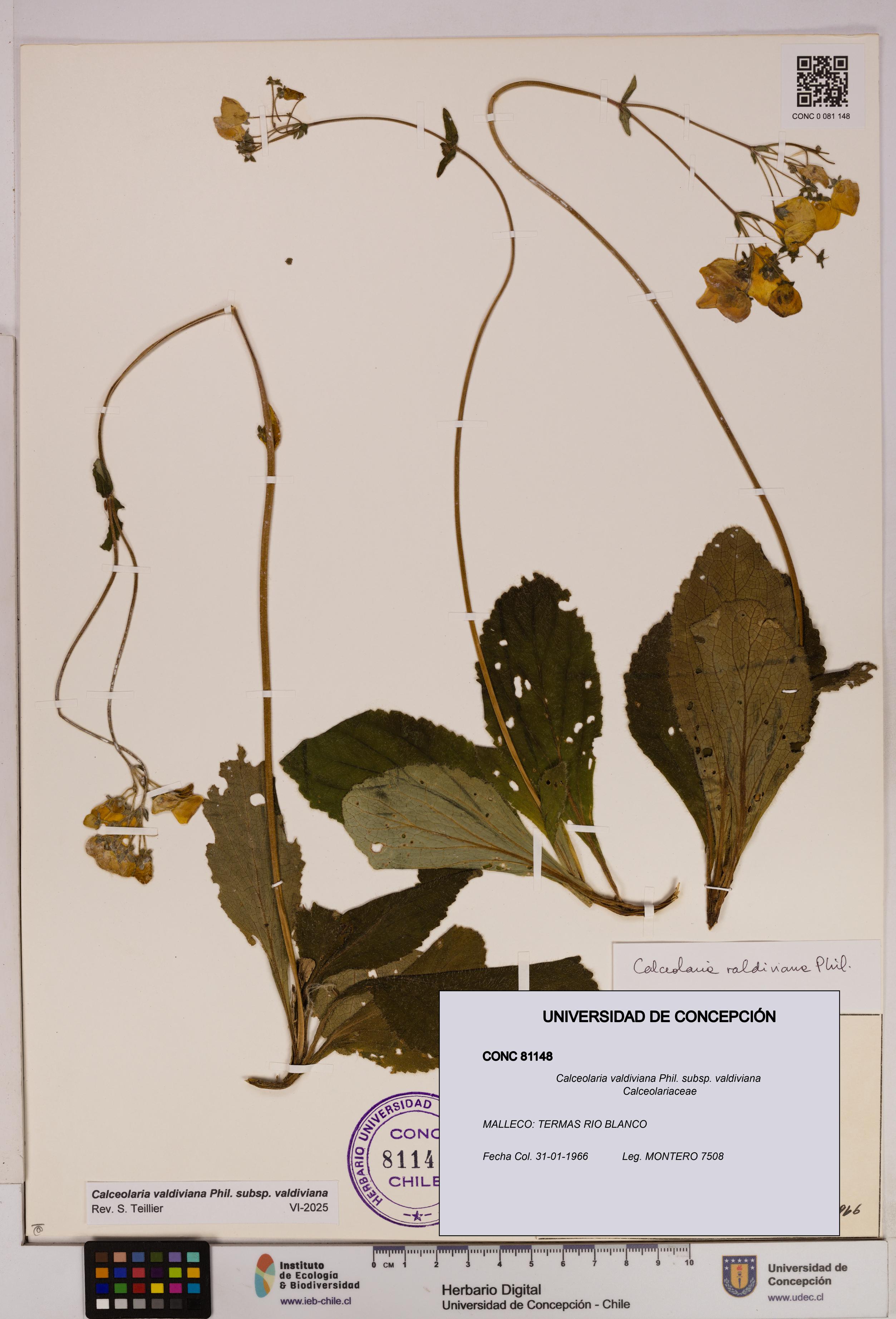 Calceolaria valdiviana subsp. valdiviana [Espécimen: UDEC:CONC:0081148]