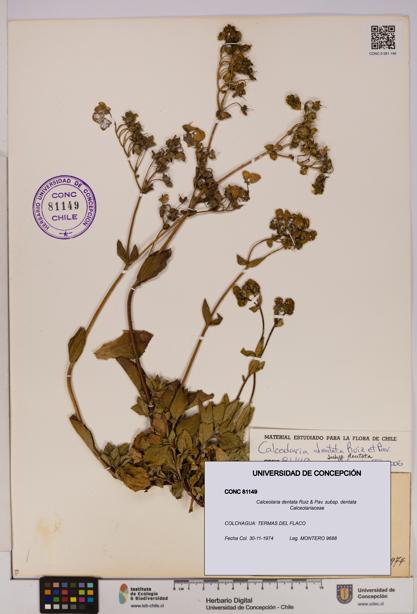 Calceolaria dentata subsp. dentata [Espécimen: UDEC:CONC:0081149]