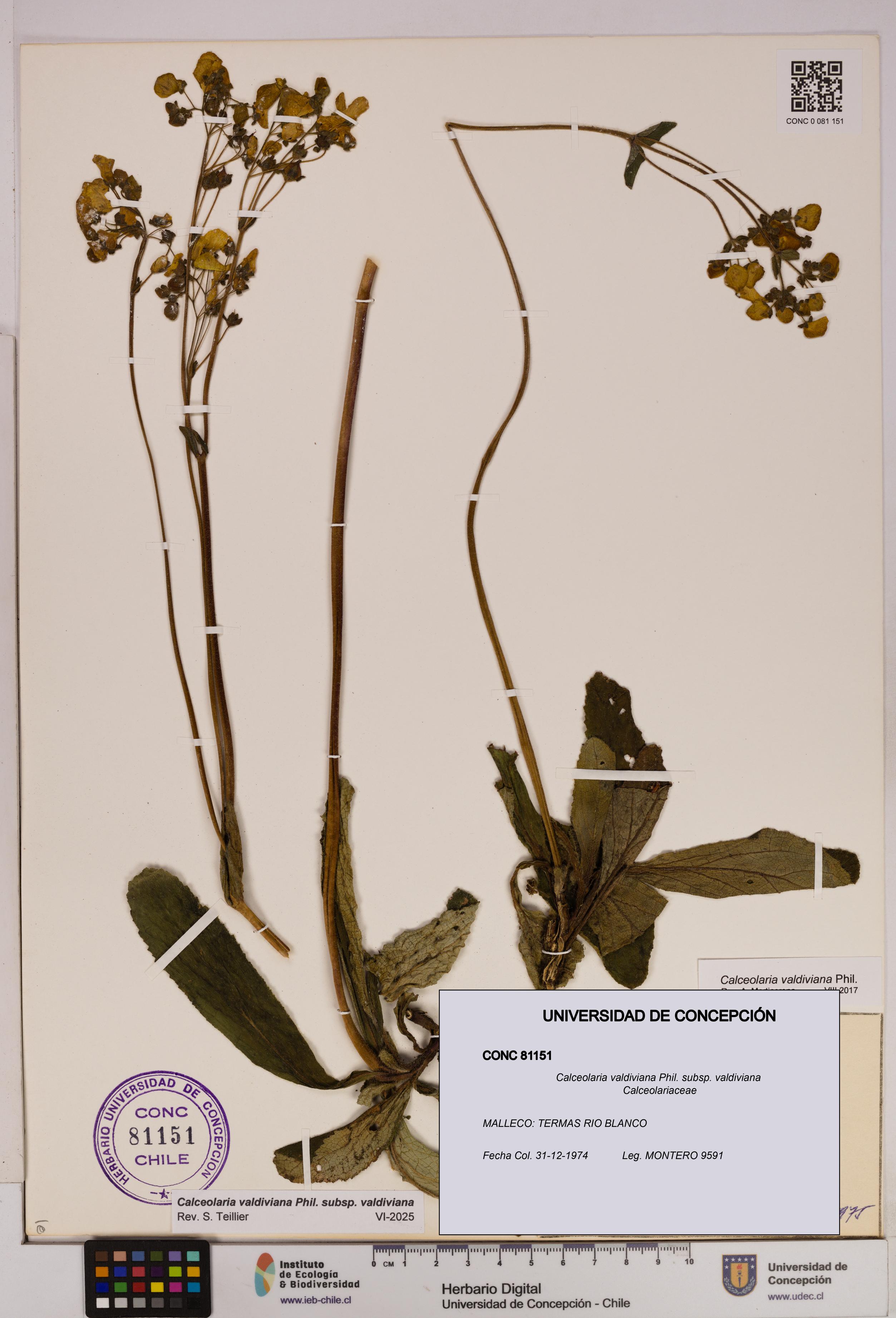 Calceolaria valdiviana subsp. valdiviana [Espécimen: UDEC:CONC:0081151]