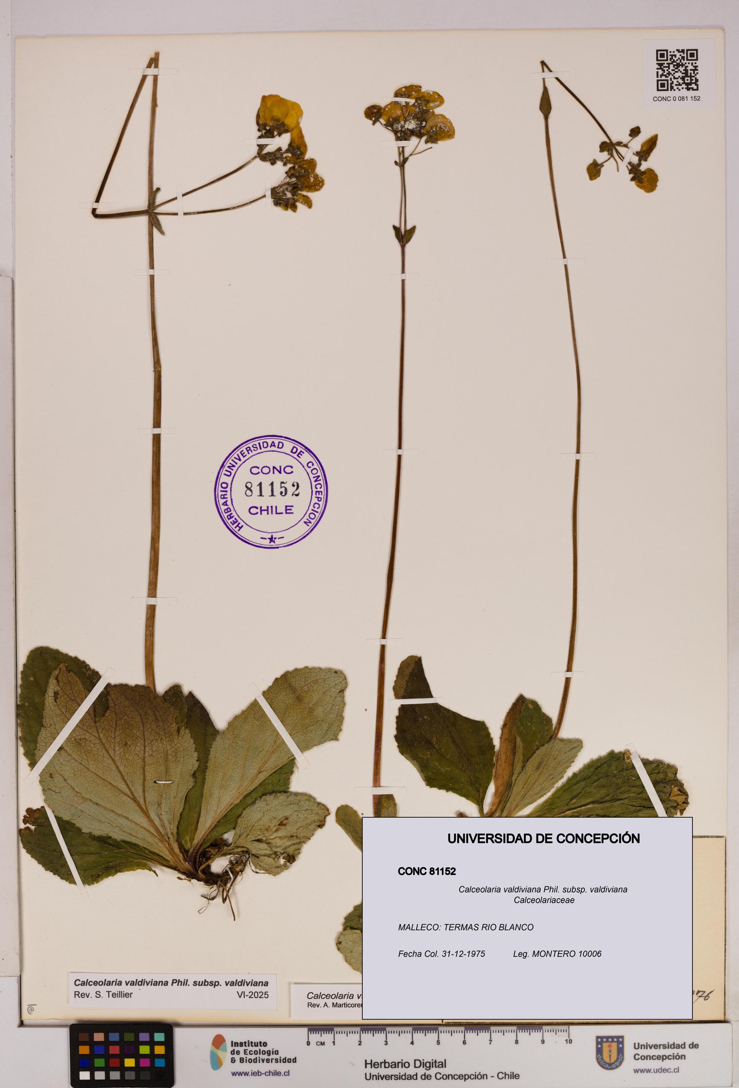 Calceolaria valdiviana subsp. valdiviana [Espécimen: UDEC:CONC:0081152]