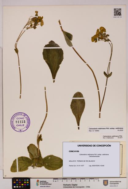 Calceolaria valdiviana subsp. valdiviana [Espécimen: UDEC:CONC:0081153]