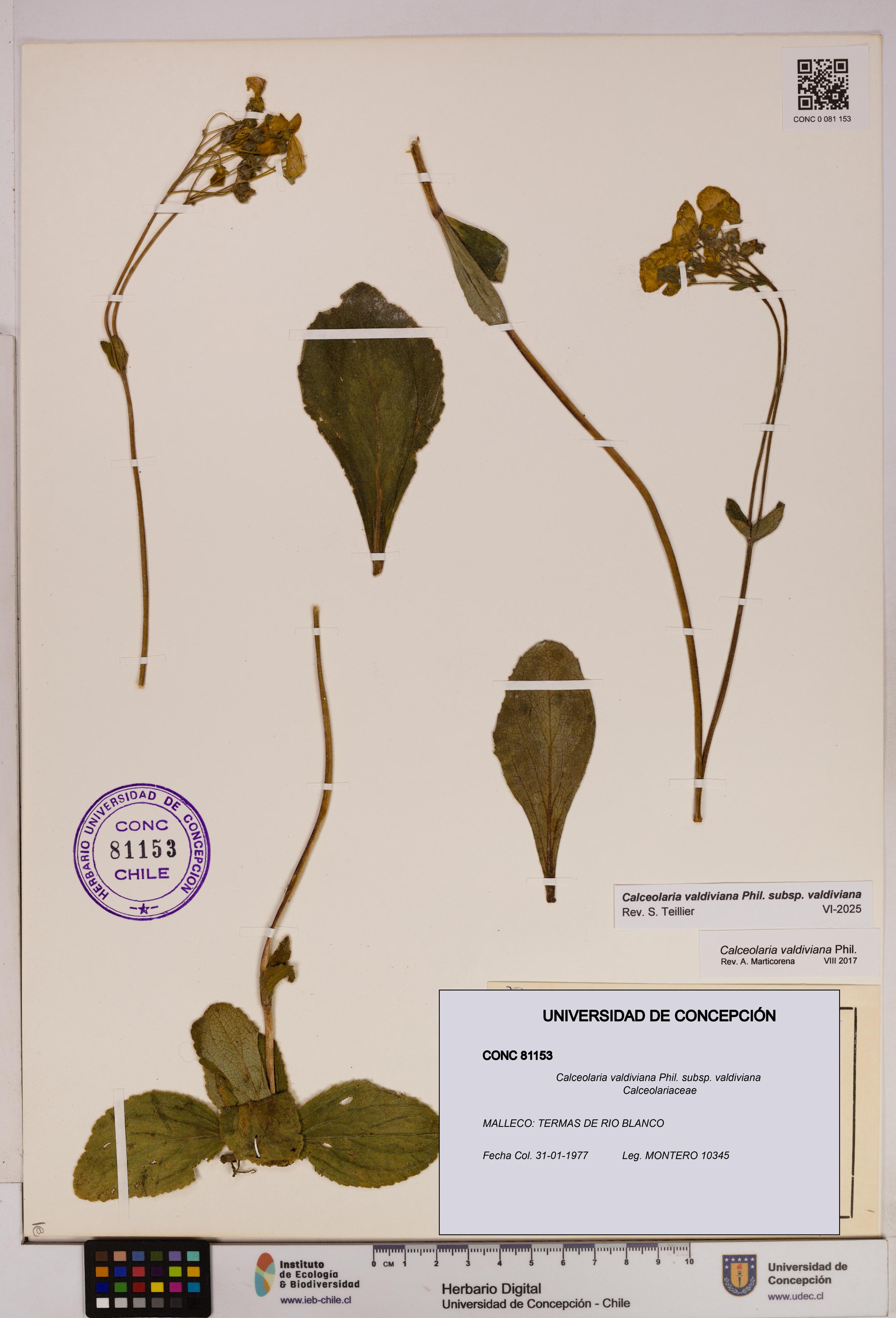Calceolaria valdiviana subsp. valdiviana [Espécimen: UDEC:CONC:0081153]