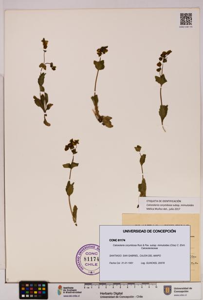 Calceolaria corymbosa [Espécimen: UDEC:CONC:0081174]