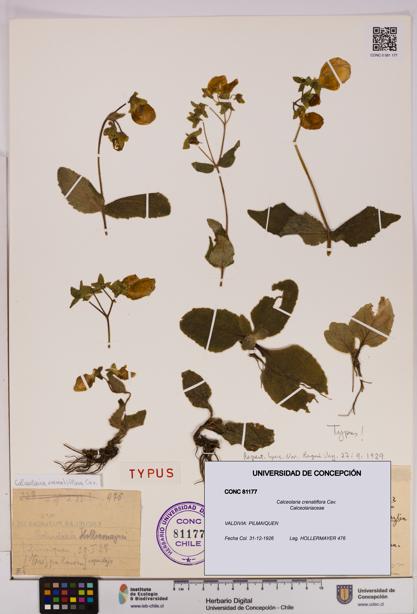 Calceolaria crenatiflora [Espécimen: UDEC:CONC:0081177]