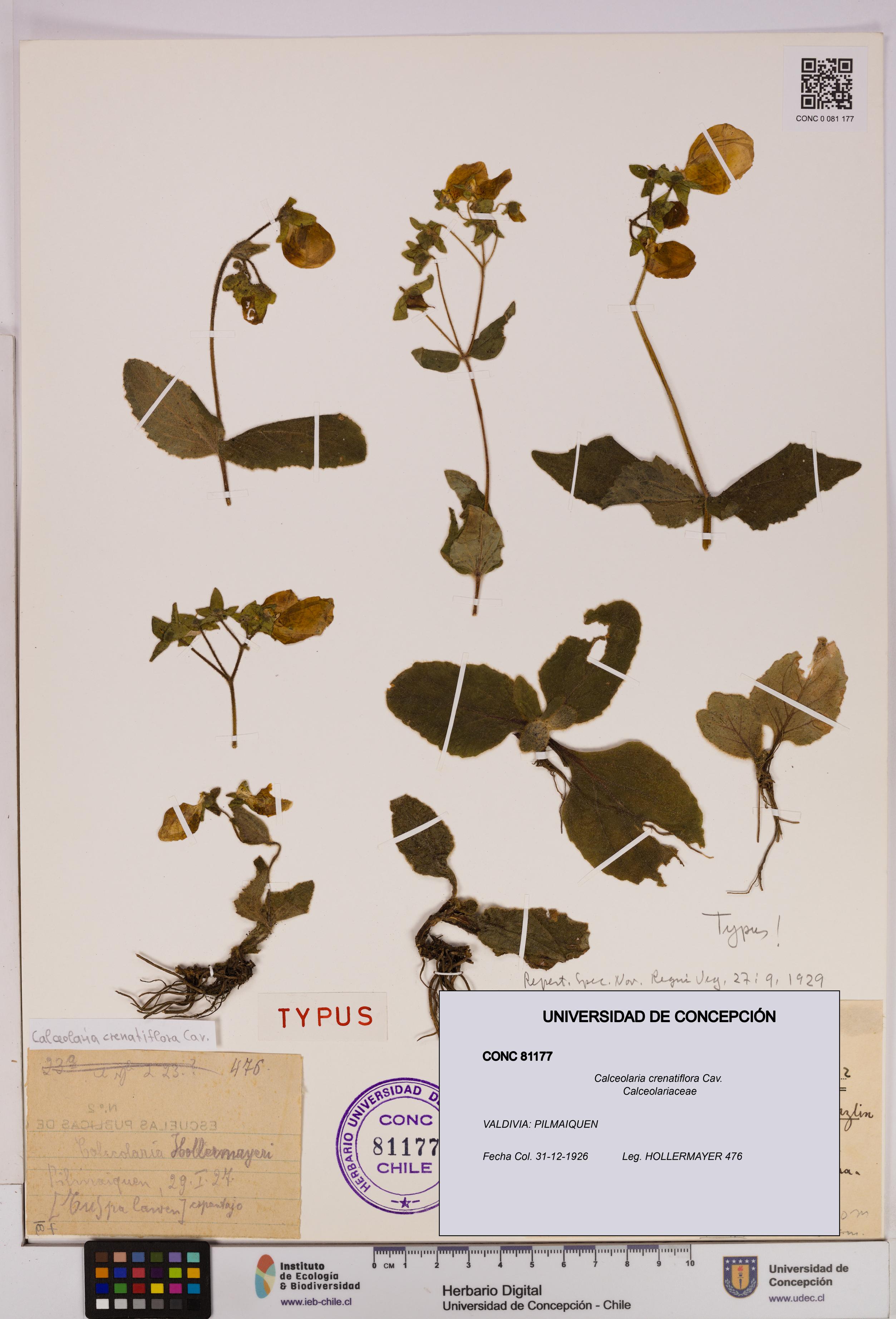 Calceolaria crenatiflora [Espécimen: UDEC:CONC:0081177]