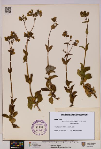 Calceolaria dentata subsp. dentata [Espécimen: UDEC:CONC:0081181]
