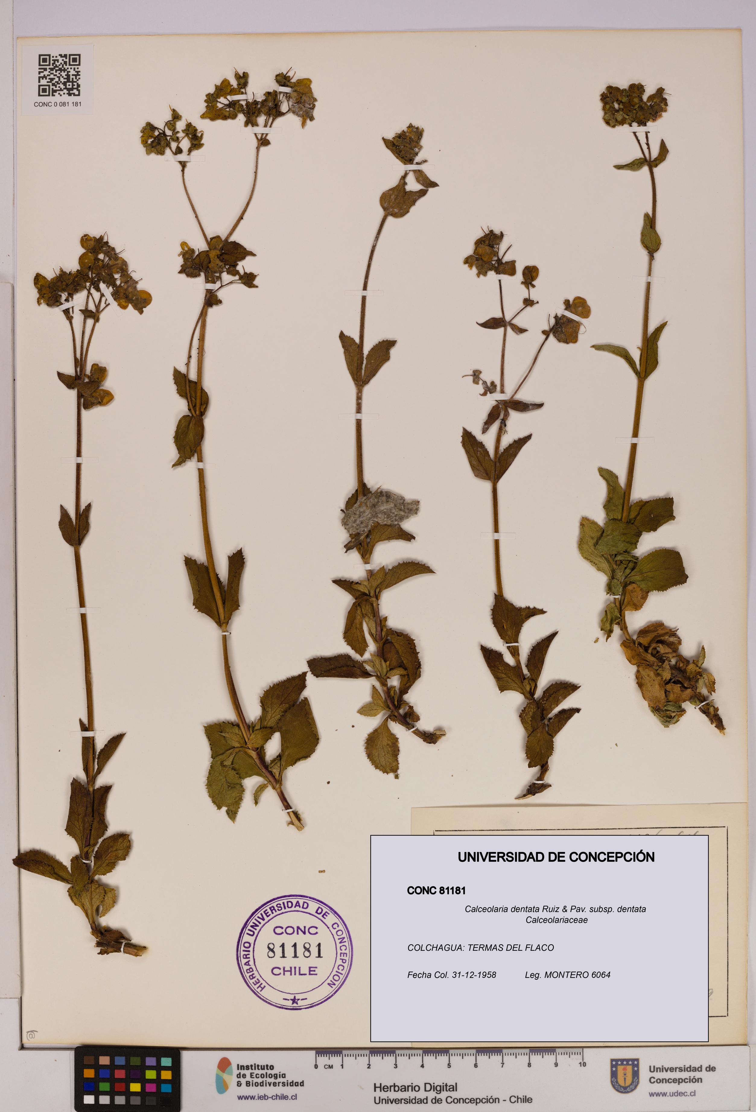 Calceolaria dentata subsp. dentata [Espécimen: UDEC:CONC:0081181]