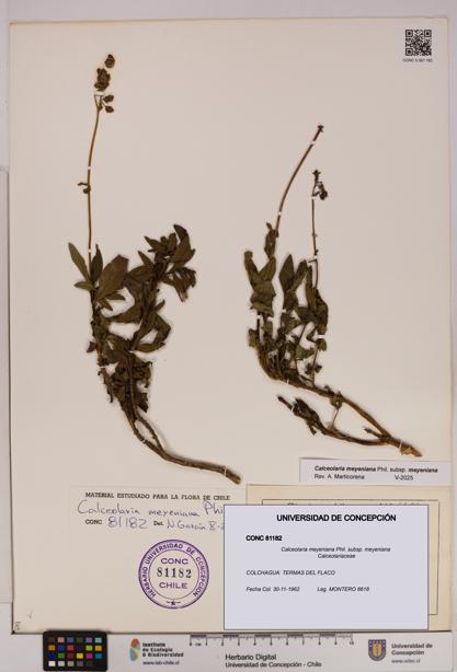 Calceolaria meyeniana subsp. meyeniana [Espécimen: UDEC:CONC:0081182]