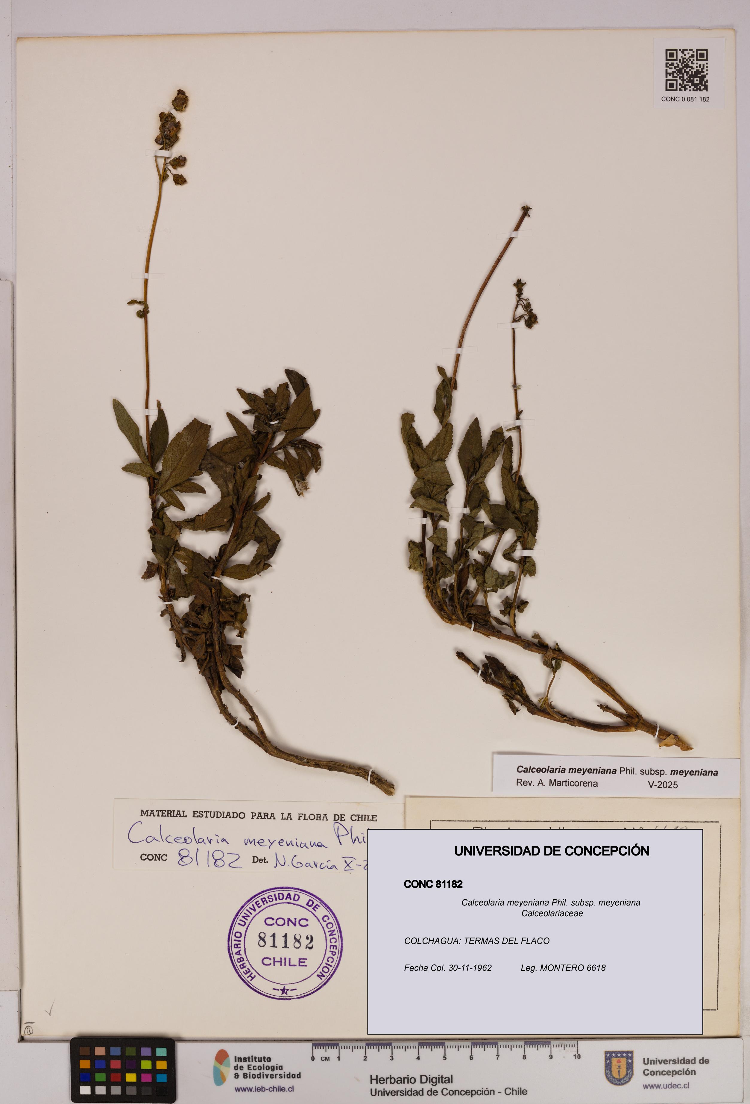 Calceolaria meyeniana subsp. meyeniana [Espécimen: UDEC:CONC:0081182]