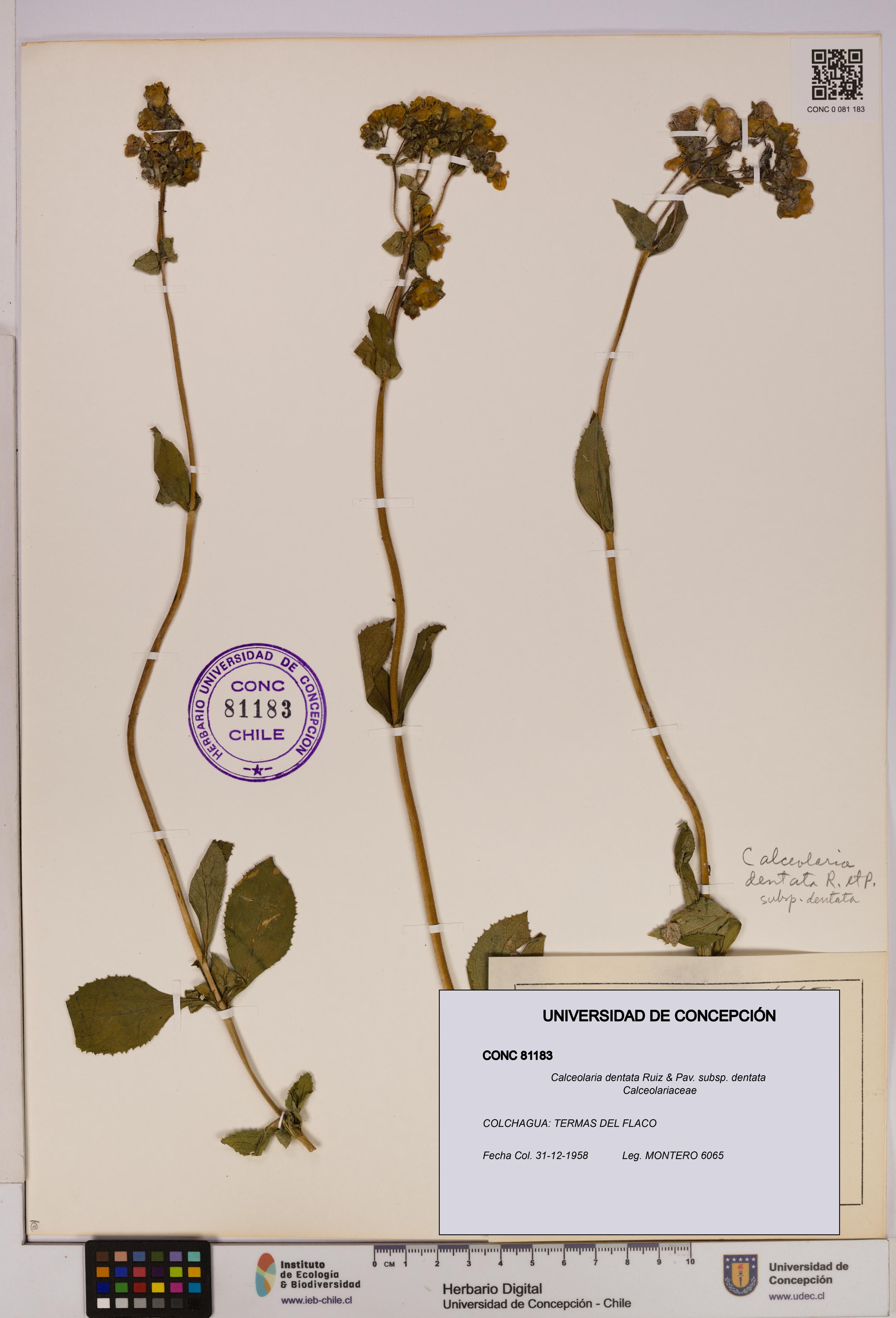 Calceolaria dentata subsp. dentata [Espécimen: UDEC:CONC:0081183]