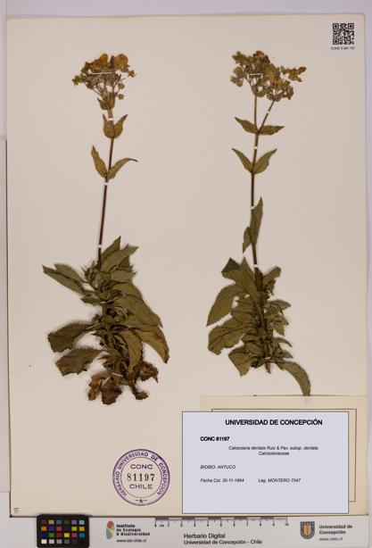 Calceolaria dentata subsp. dentata [Espécimen: UDEC:CONC:0081197]