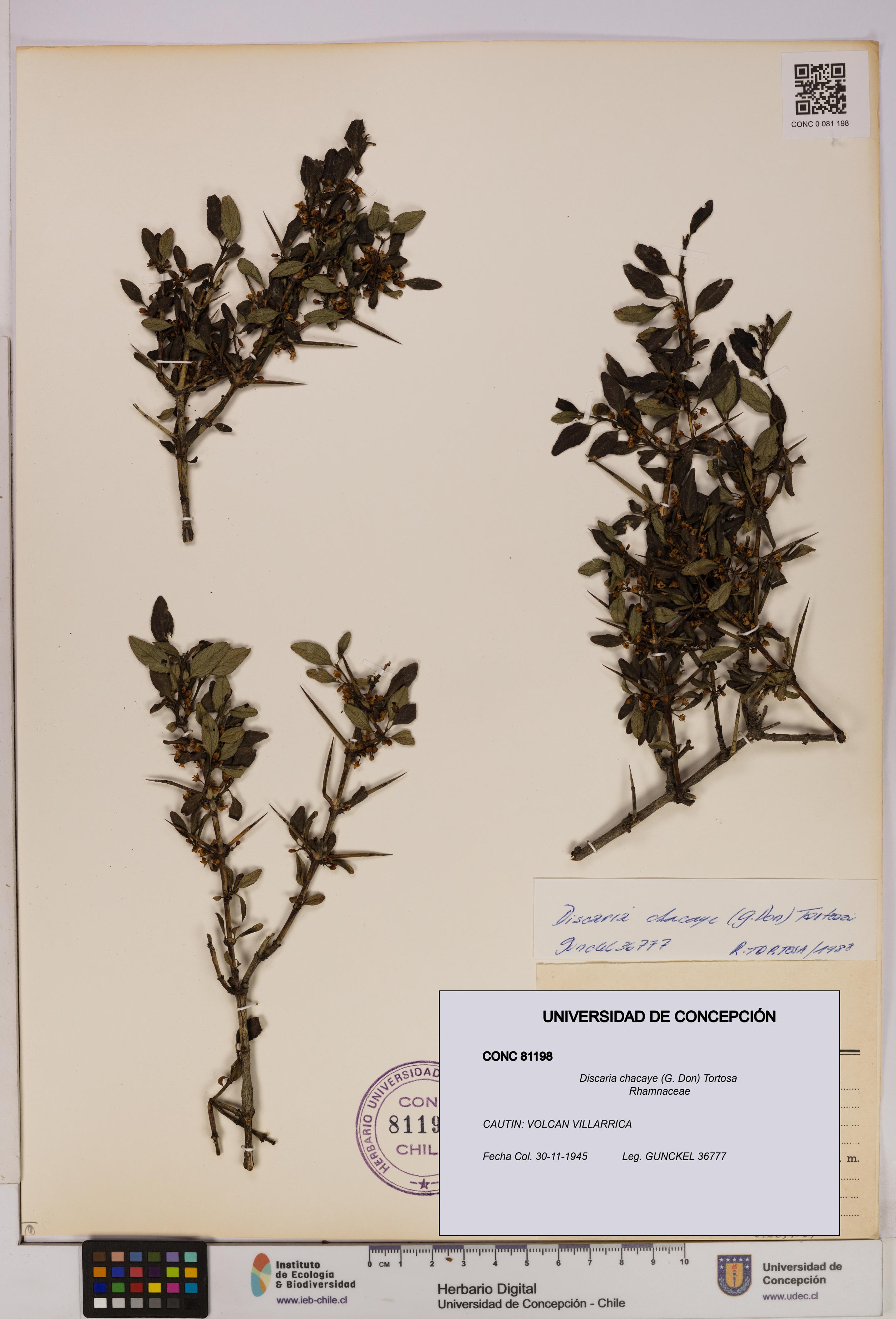 Discaria chacaye [Espécimen: UDEC:CONC:0081198]