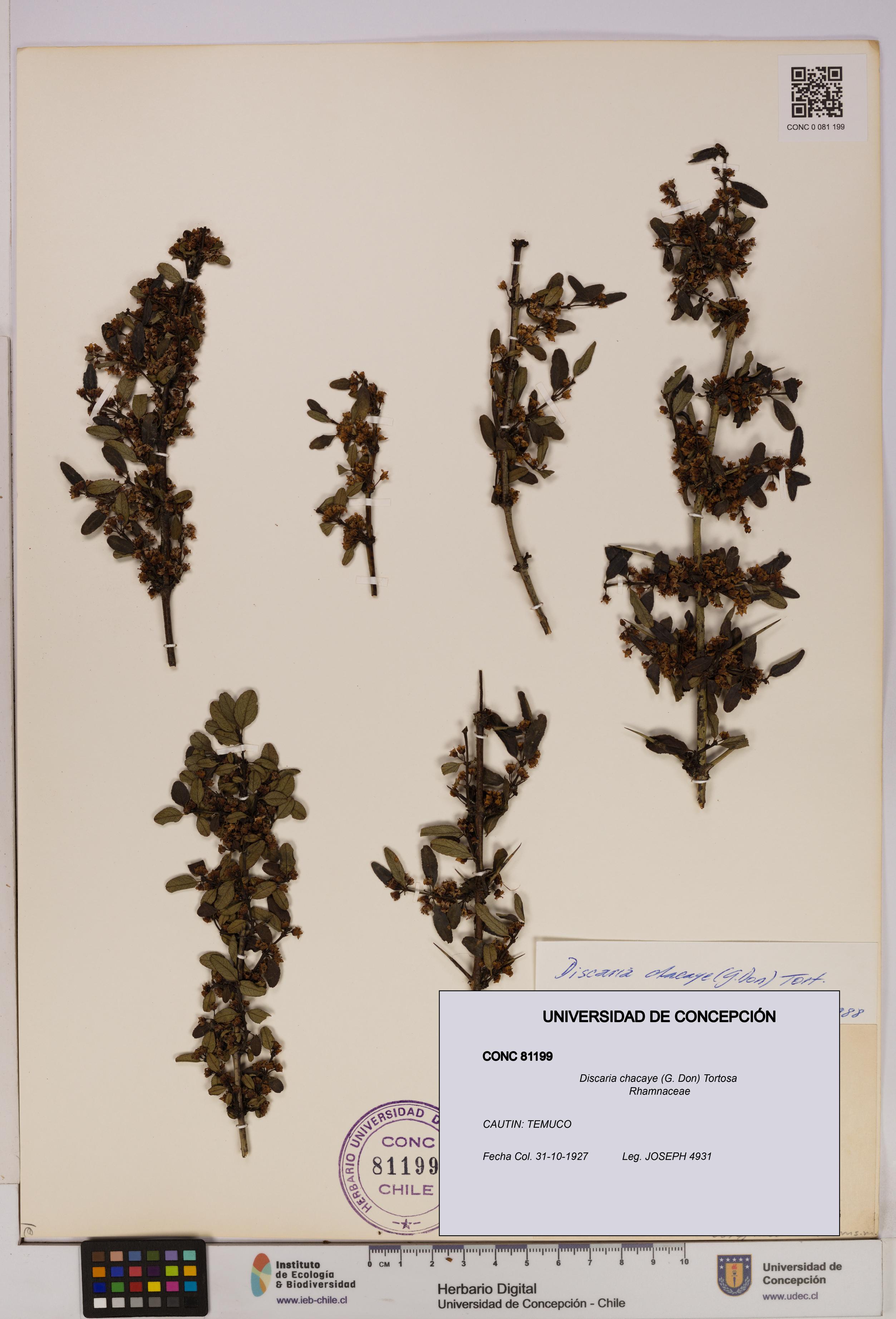 Discaria chacaye [Espécimen: UDEC:CONC:0081199]