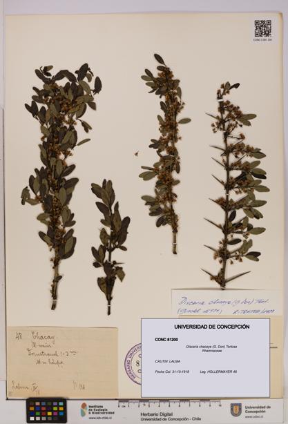 Discaria chacaye [Espécimen: UDEC:CONC:0081200]