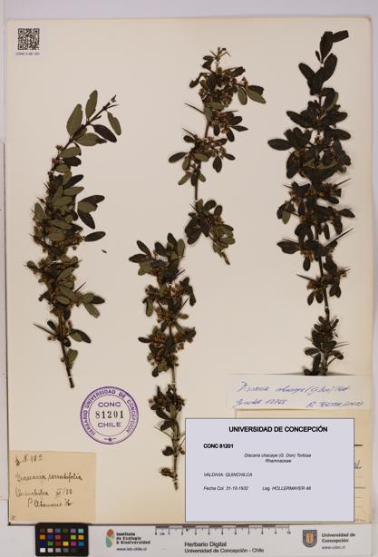 Discaria chacaye [Espécimen: UDEC:CONC:0081201]