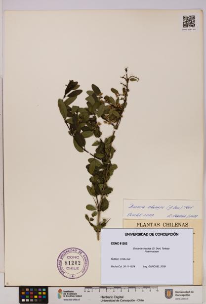 Discaria chacaye [Espécimen: UDEC:CONC:0081202]