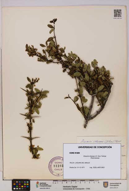 Discaria chacaye [Espécimen: UDEC:CONC:0081203]