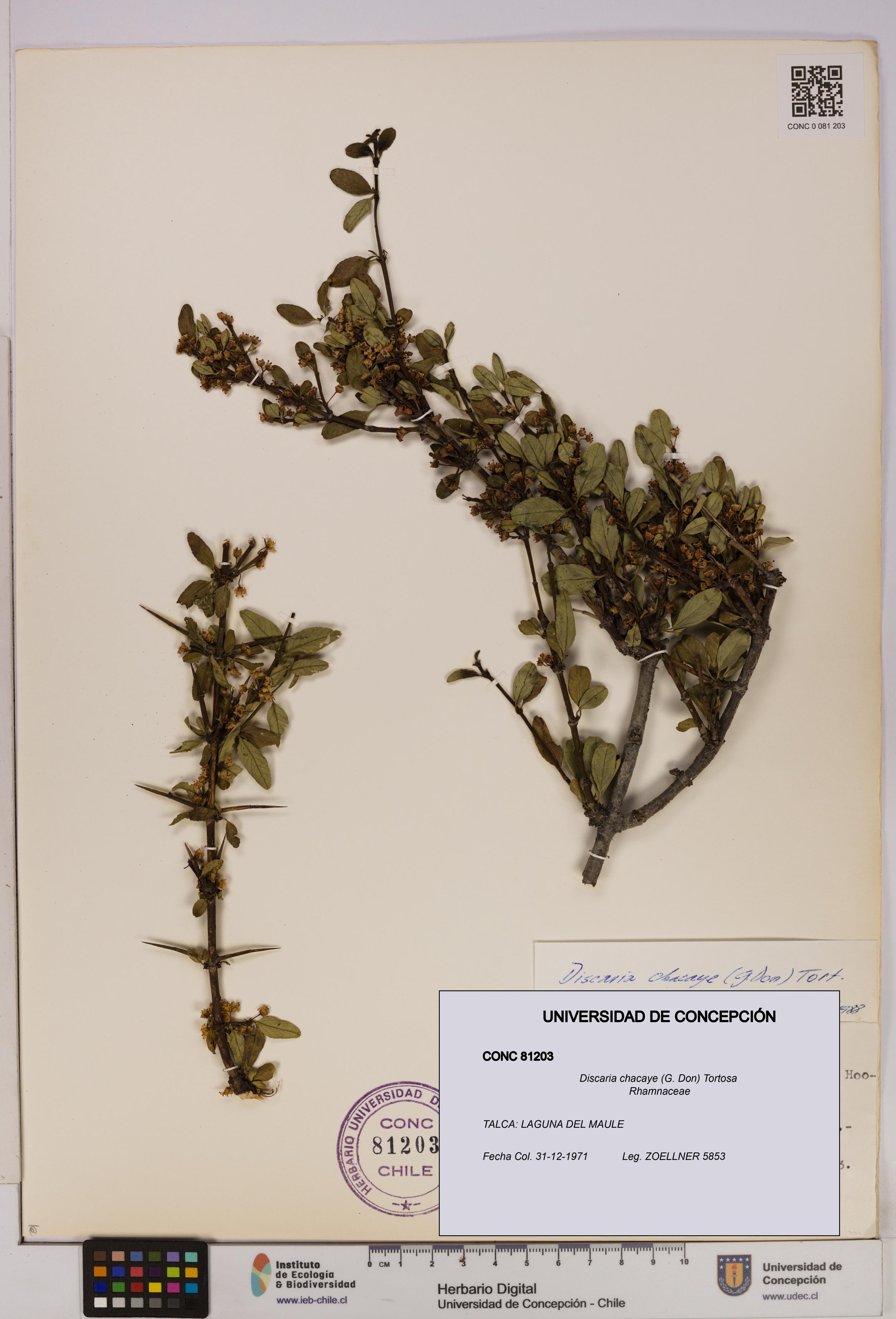 Discaria chacaye [Espécimen: UDEC:CONC:0081203]