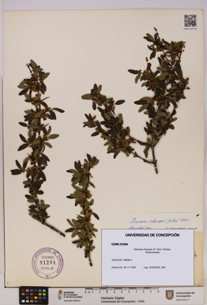 Discaria chacaye [Espécimen: UDEC:CONC:0081204]