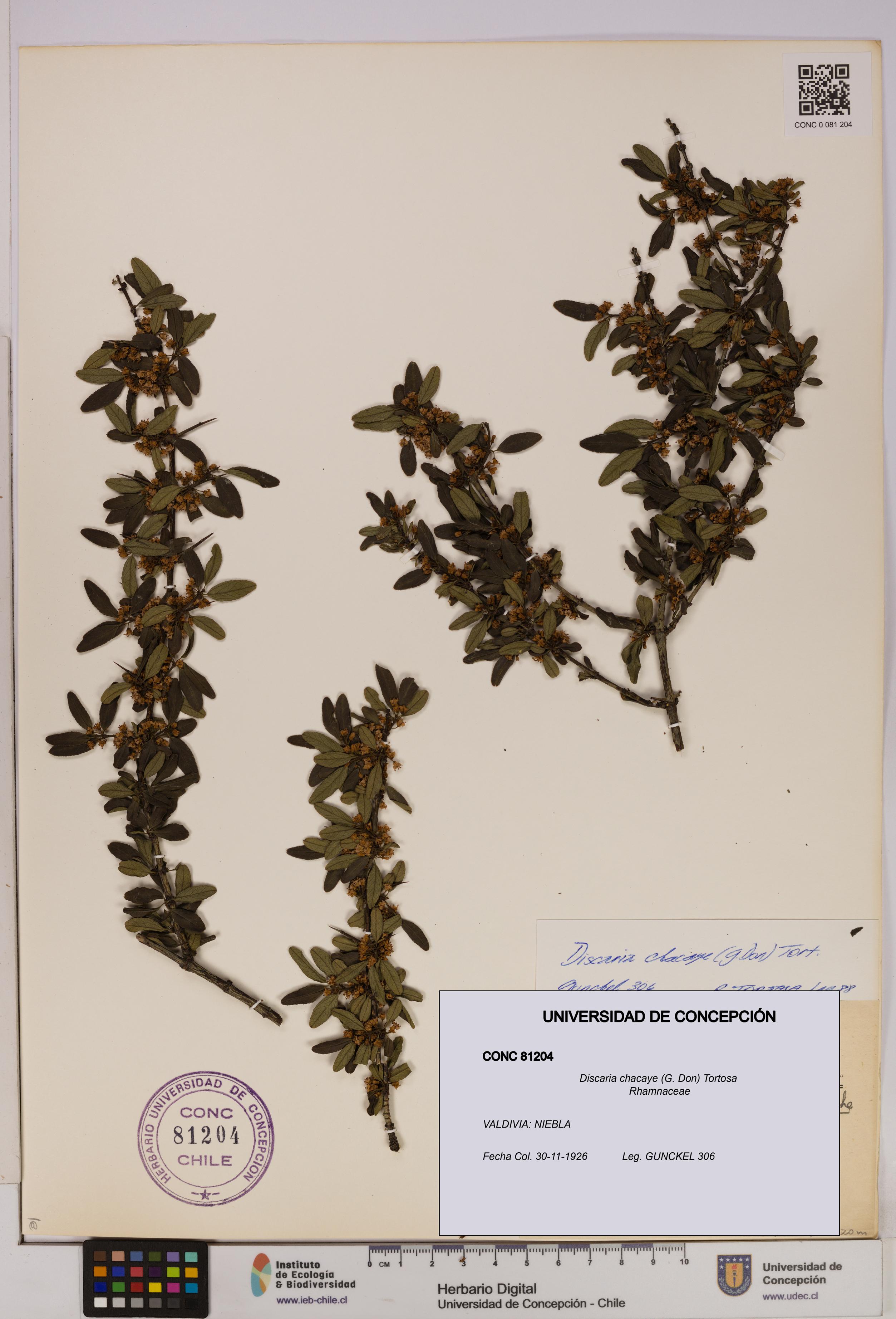 Discaria chacaye [Espécimen: UDEC:CONC:0081204]