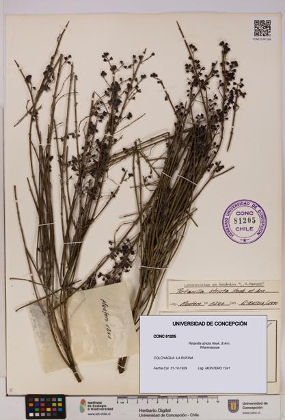 Retanilla stricta [Espécimen: UDEC:CONC:0081205]
