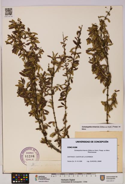 Ochetophila trinervis [Espécimen: UDEC:CONC:0081206]