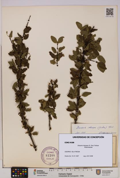 Discaria chacaye [Espécimen: UDEC:CONC:0081208]