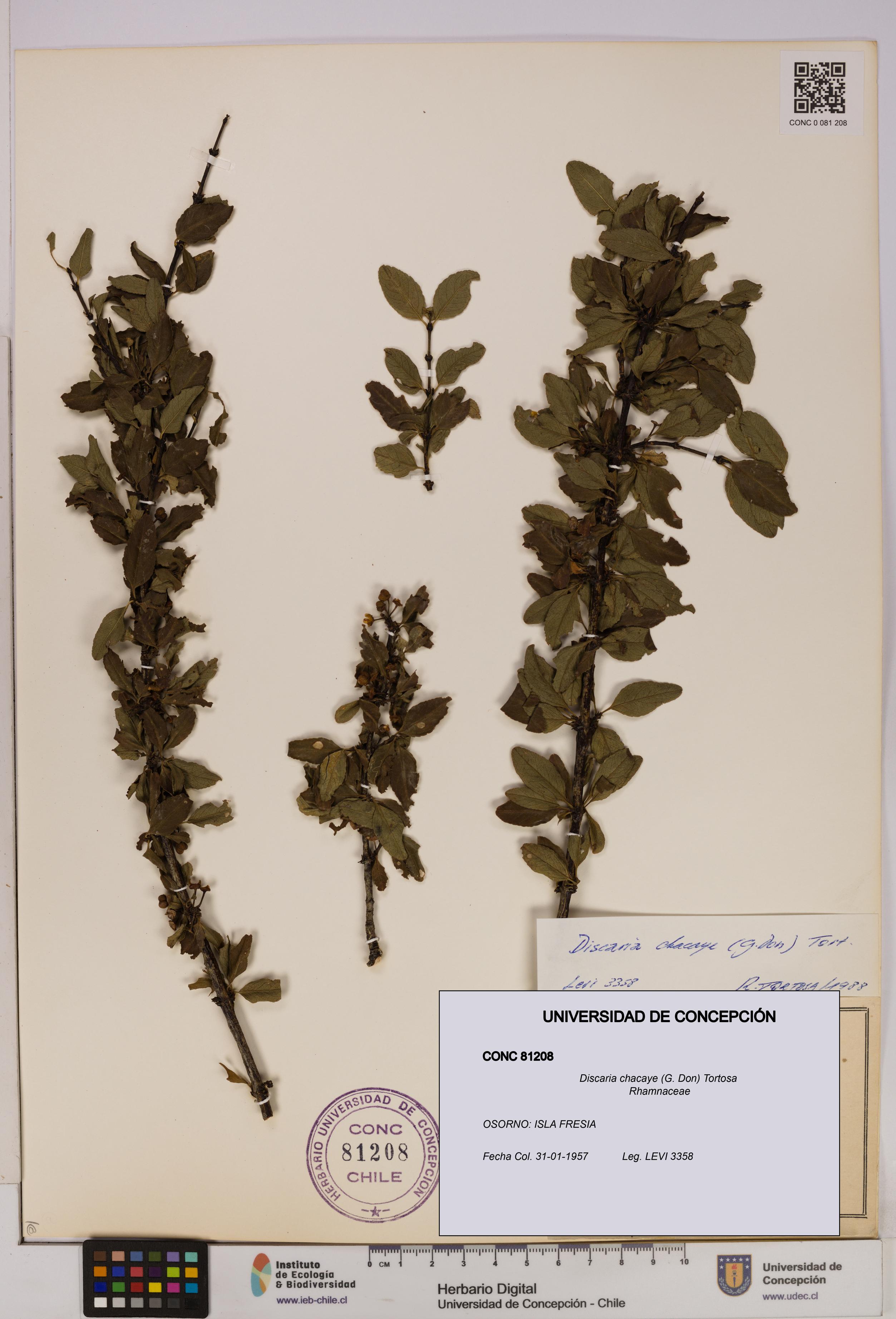 Discaria chacaye [Espécimen: UDEC:CONC:0081208]