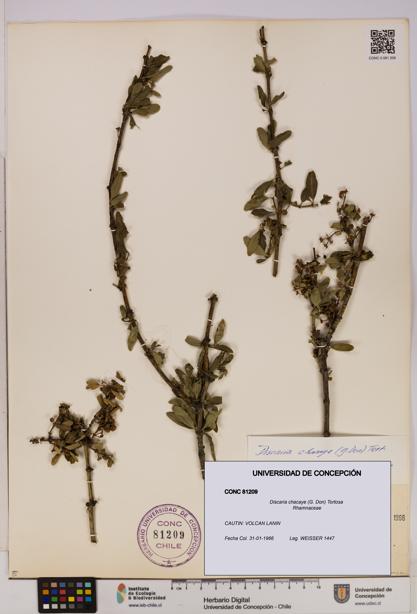 Discaria chacaye [Espécimen: UDEC:CONC:0081209]