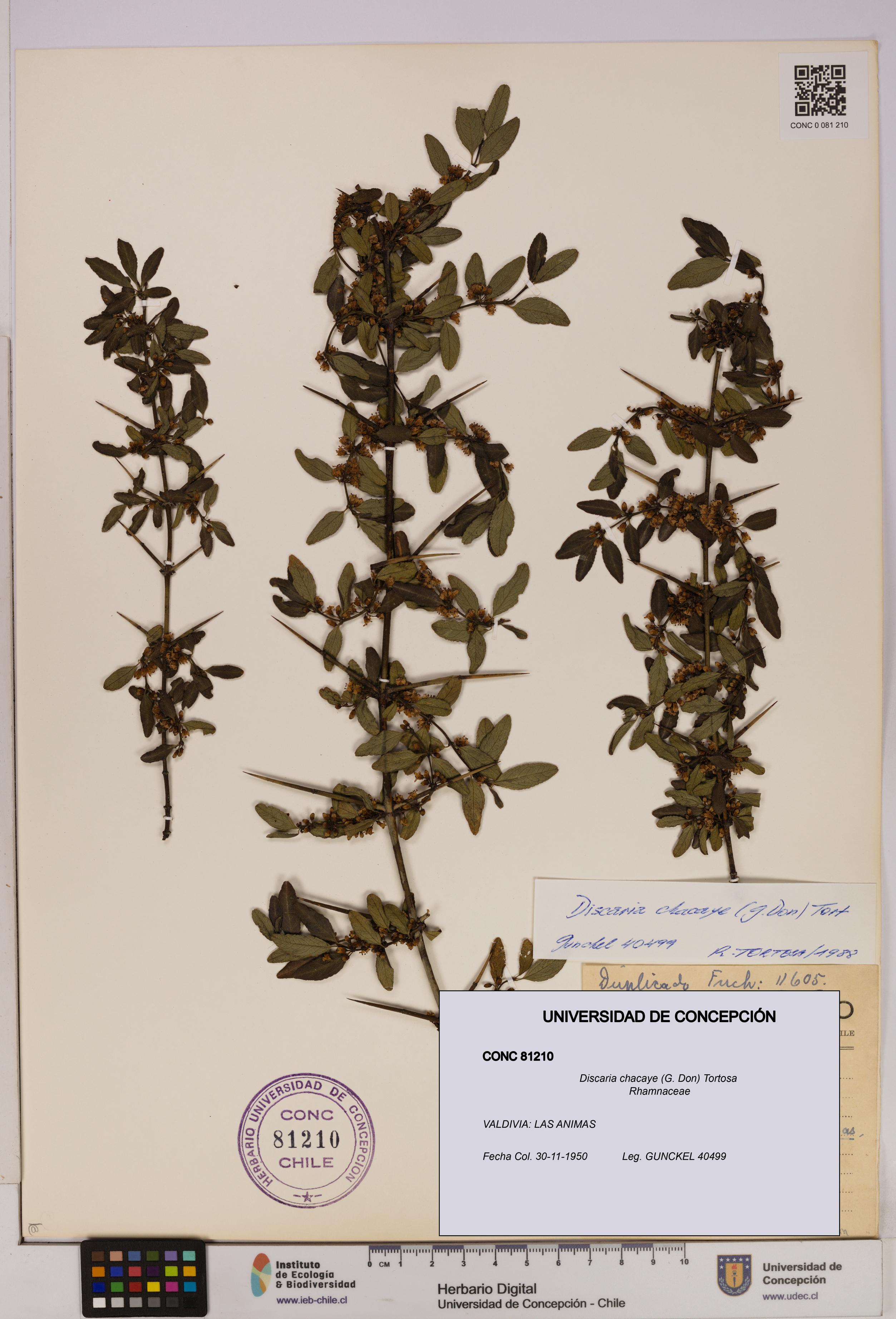 Discaria chacaye [Espécimen: UDEC:CONC:0081210]