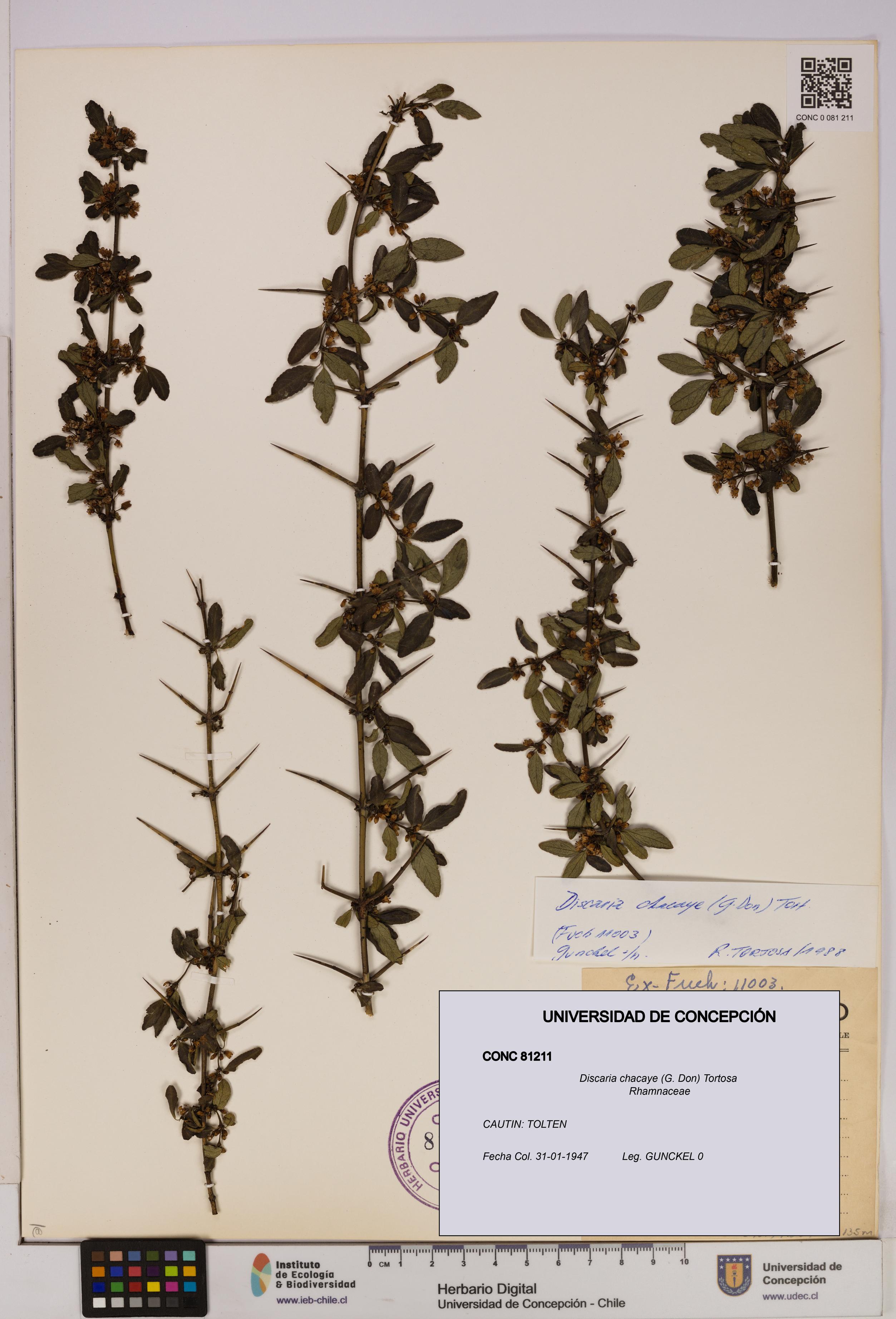 Discaria chacaye [Espécimen: UDEC:CONC:0081211]