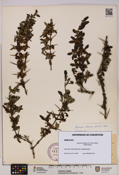 Discaria chacaye [Espécimen: UDEC:CONC:0081213]