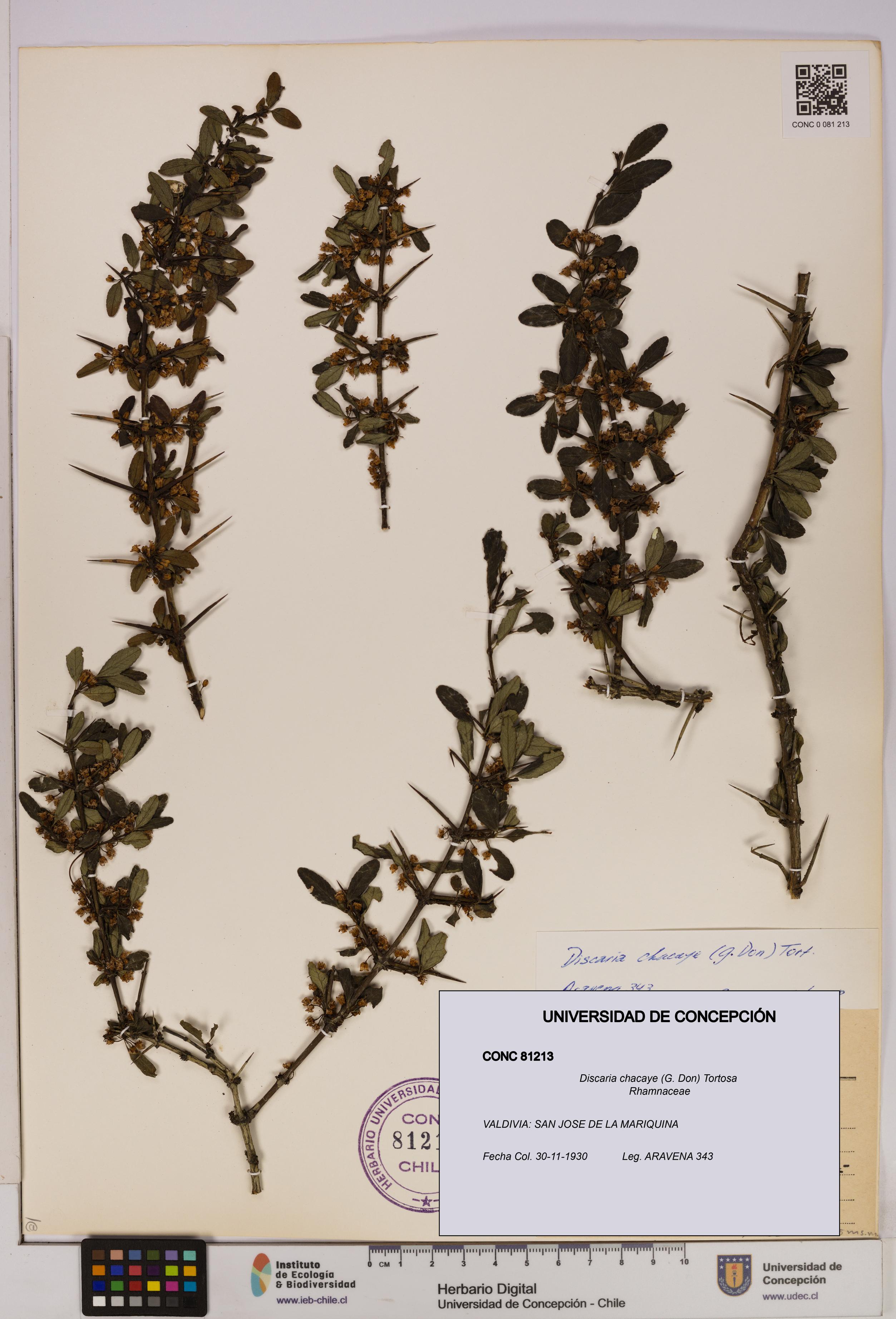 Discaria chacaye [Espécimen: UDEC:CONC:0081213]