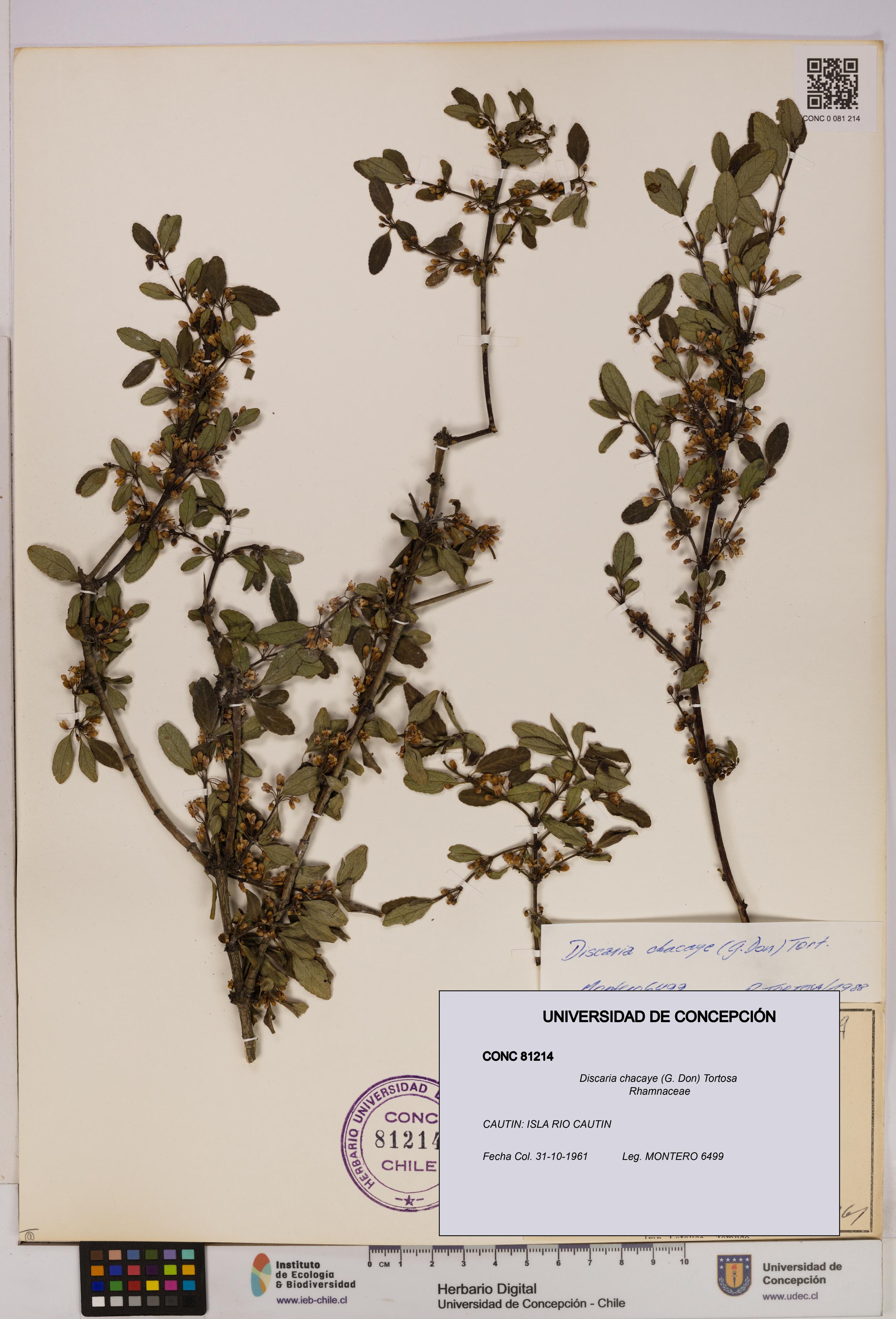 Discaria chacaye [Espécimen: UDEC:CONC:0081214]