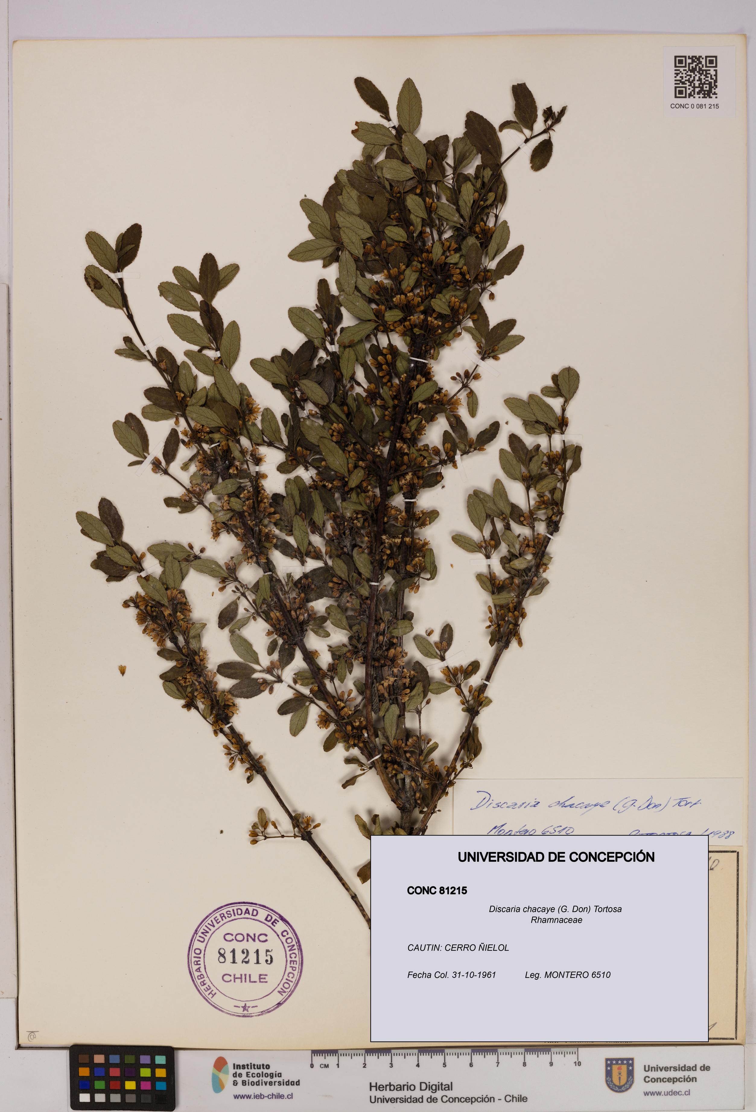 Discaria chacaye [Espécimen: UDEC:CONC:0081215]