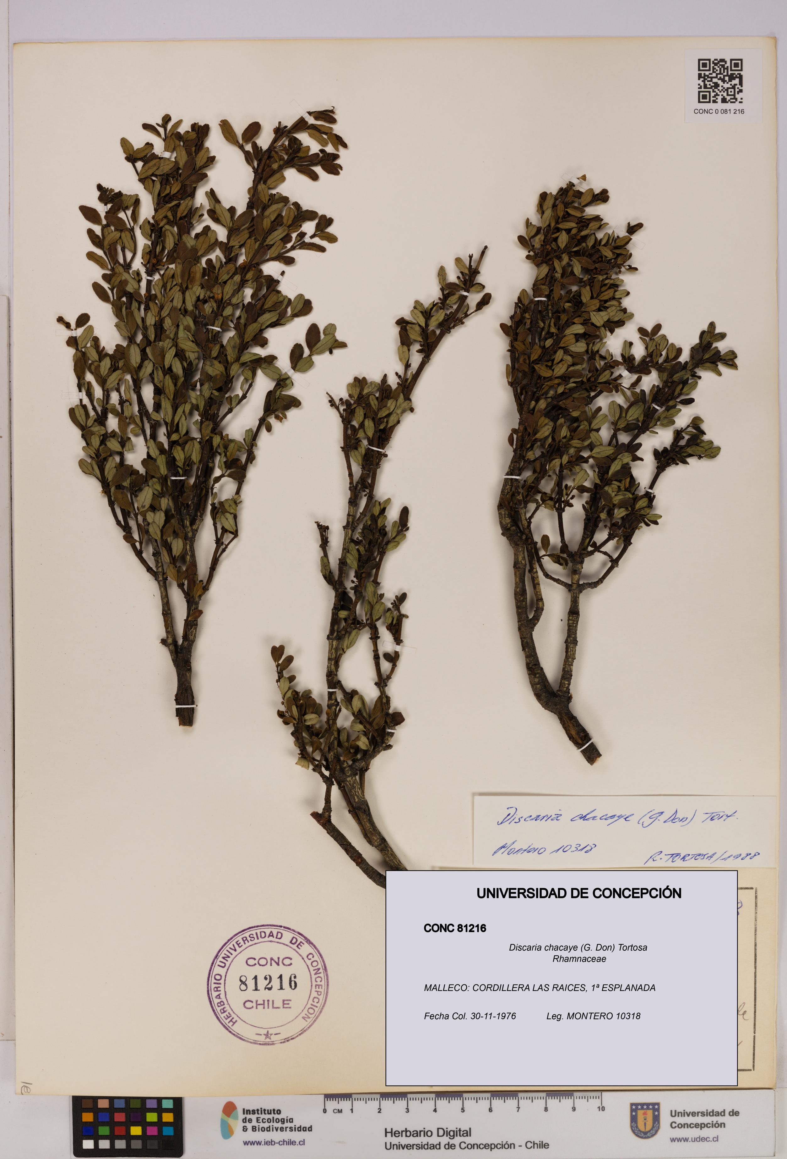 Discaria chacaye [Espécimen: UDEC:CONC:0081216]