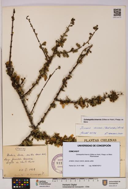 Ochetophila trinervis [Espécimen: UDEC:CONC:0081217]