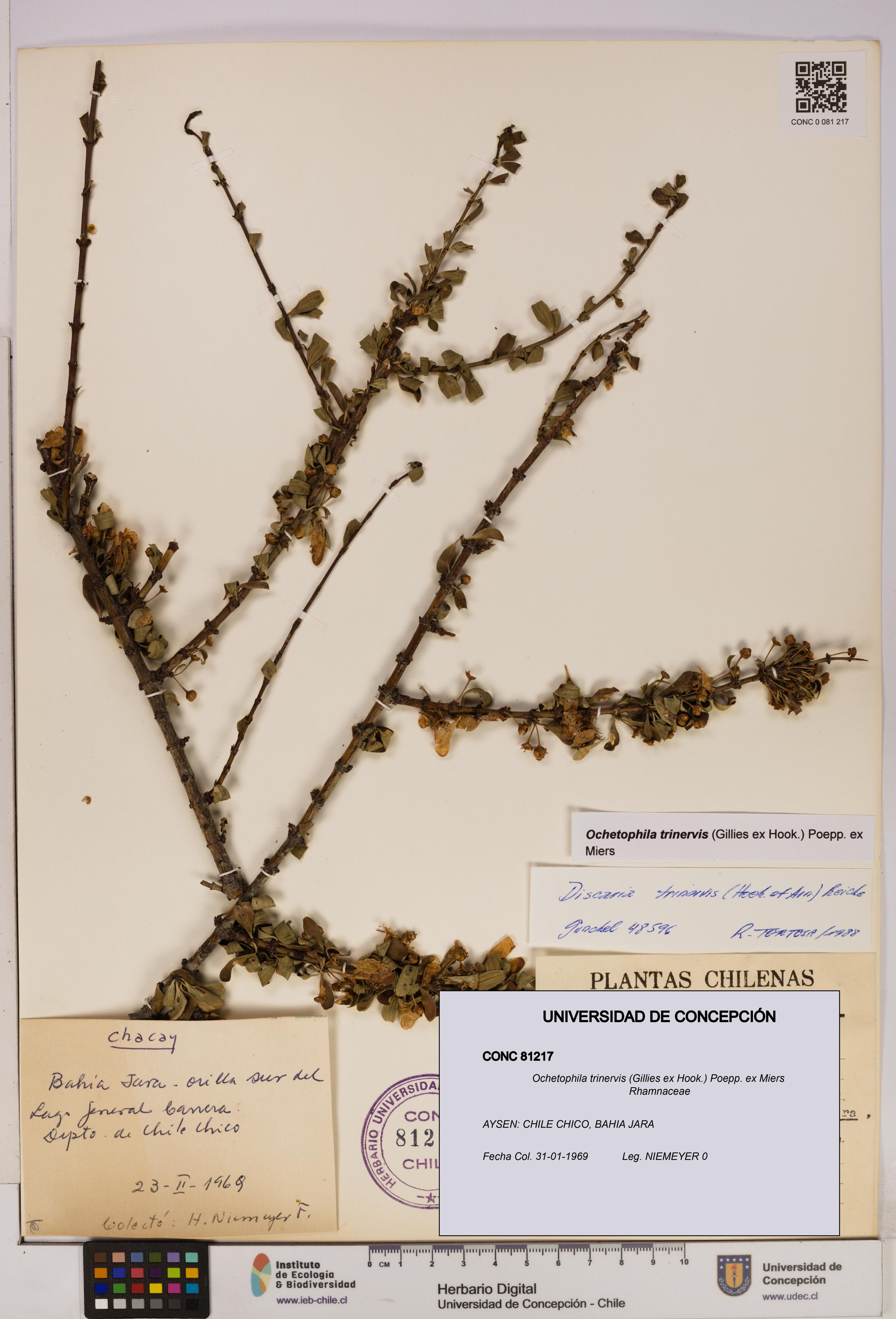 Ochetophila trinervis [Espécimen: UDEC:CONC:0081217]