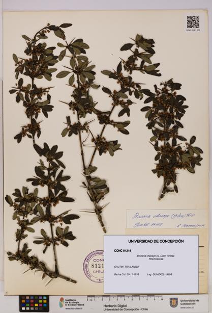 Discaria chacaye [Espécimen: UDEC:CONC:0081218]