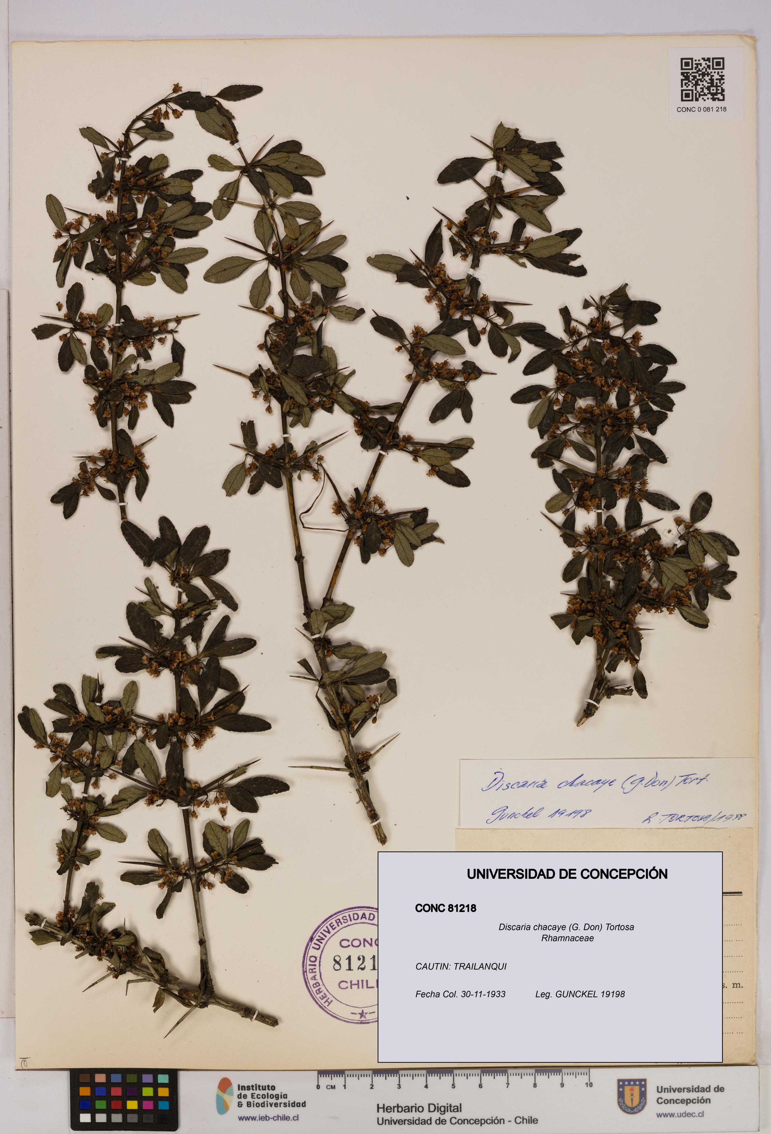 Discaria chacaye [Espécimen: UDEC:CONC:0081218]