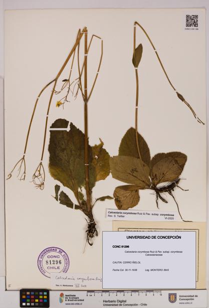 Calceolaria corymbosa [Espécimen: UDEC:CONC:0081296]