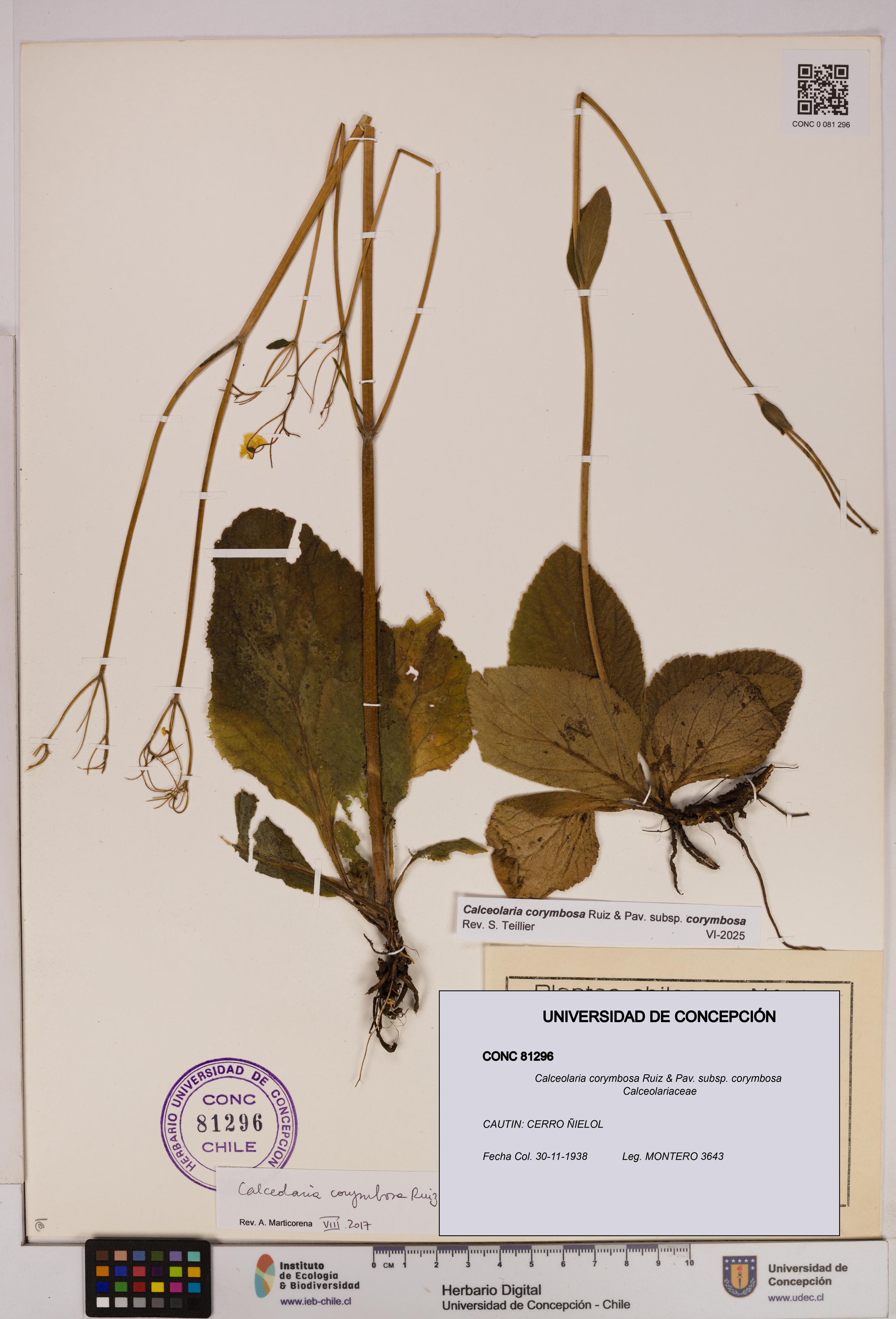 Calceolaria corymbosa [Espécimen: UDEC:CONC:0081296]