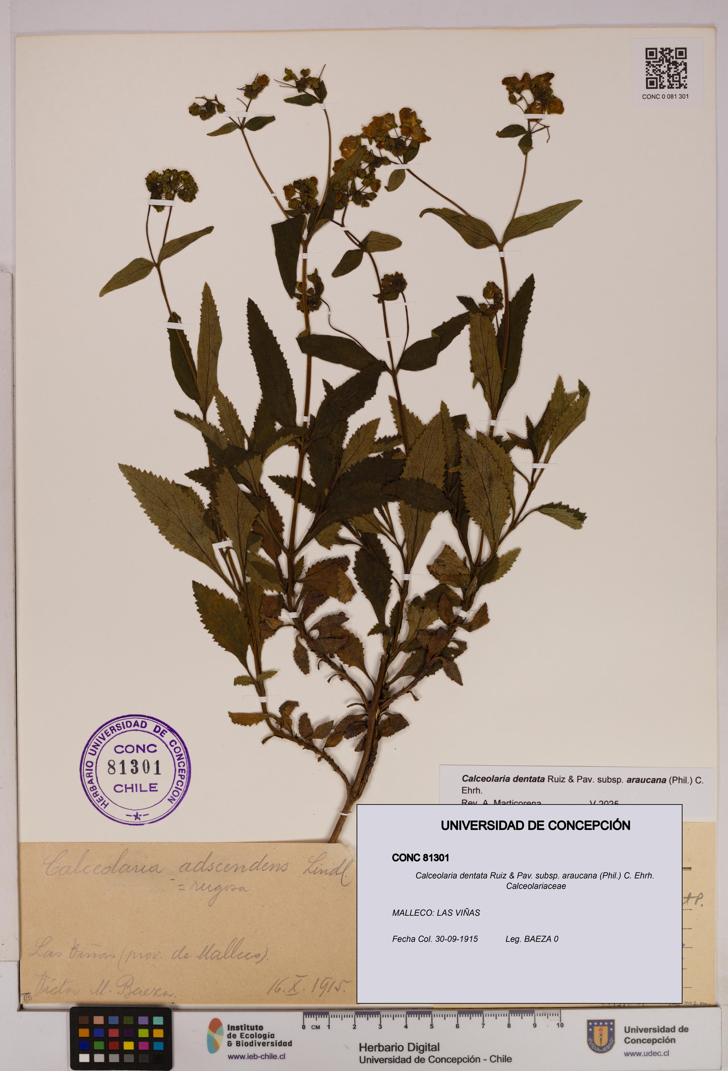 Calceolaria dentata subsp. araucana [Espécimen: UDEC:CONC:0081301]