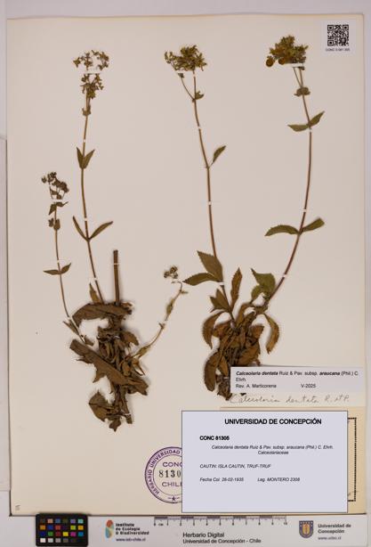 Calceolaria dentata subsp. araucana [Espécimen: UDEC:CONC:0081305]